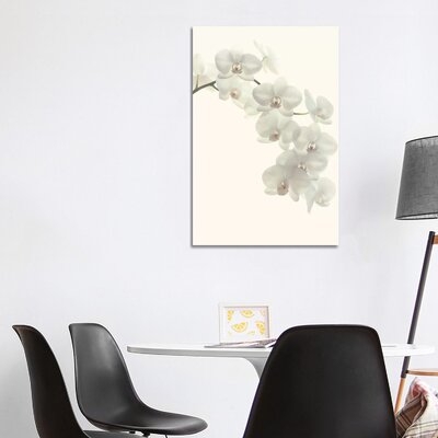 White Orchids by Alyson Fennell - Wrapped Canvas Graphic Art Print - Image 0