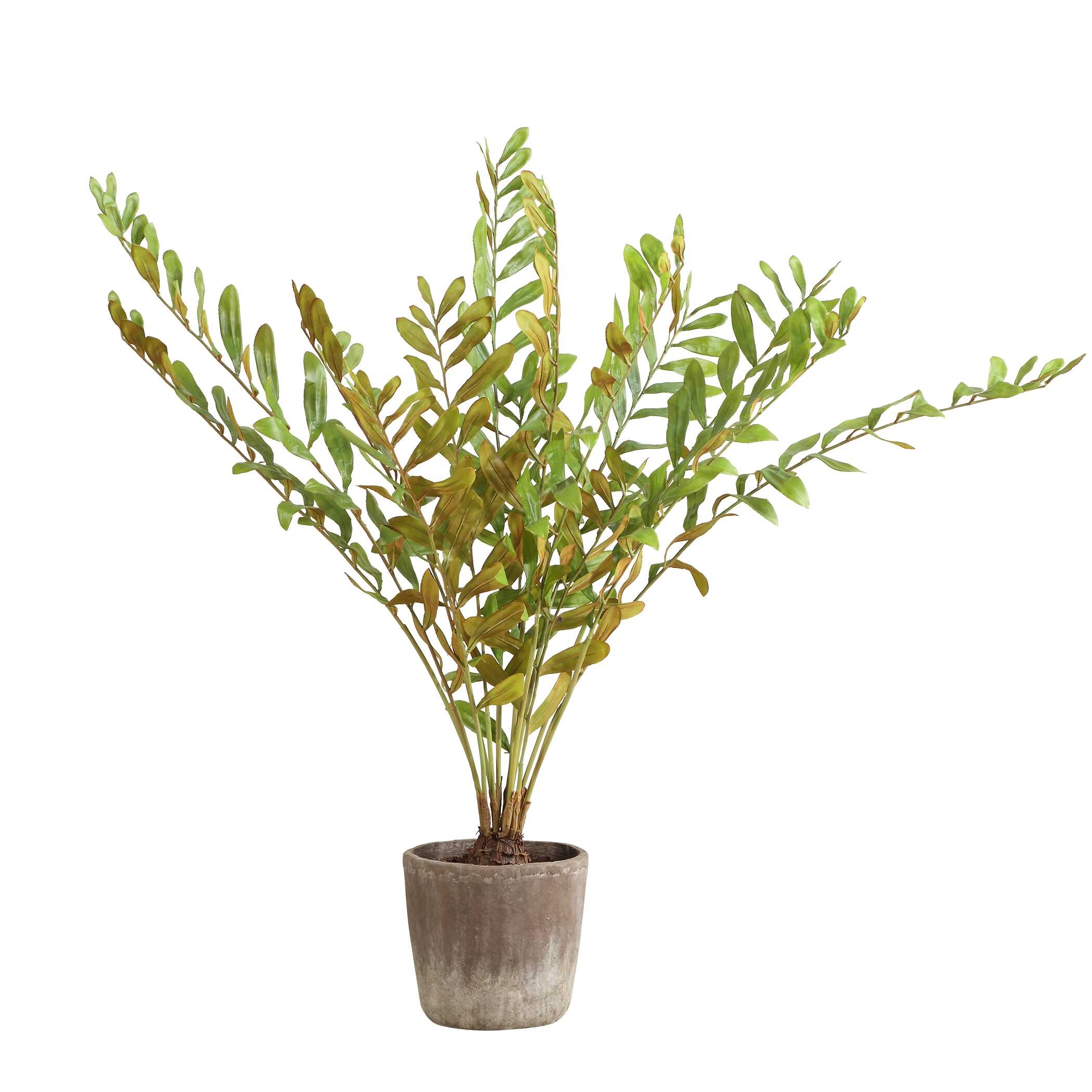 Zamia Palm Accent In Planter - Image 2