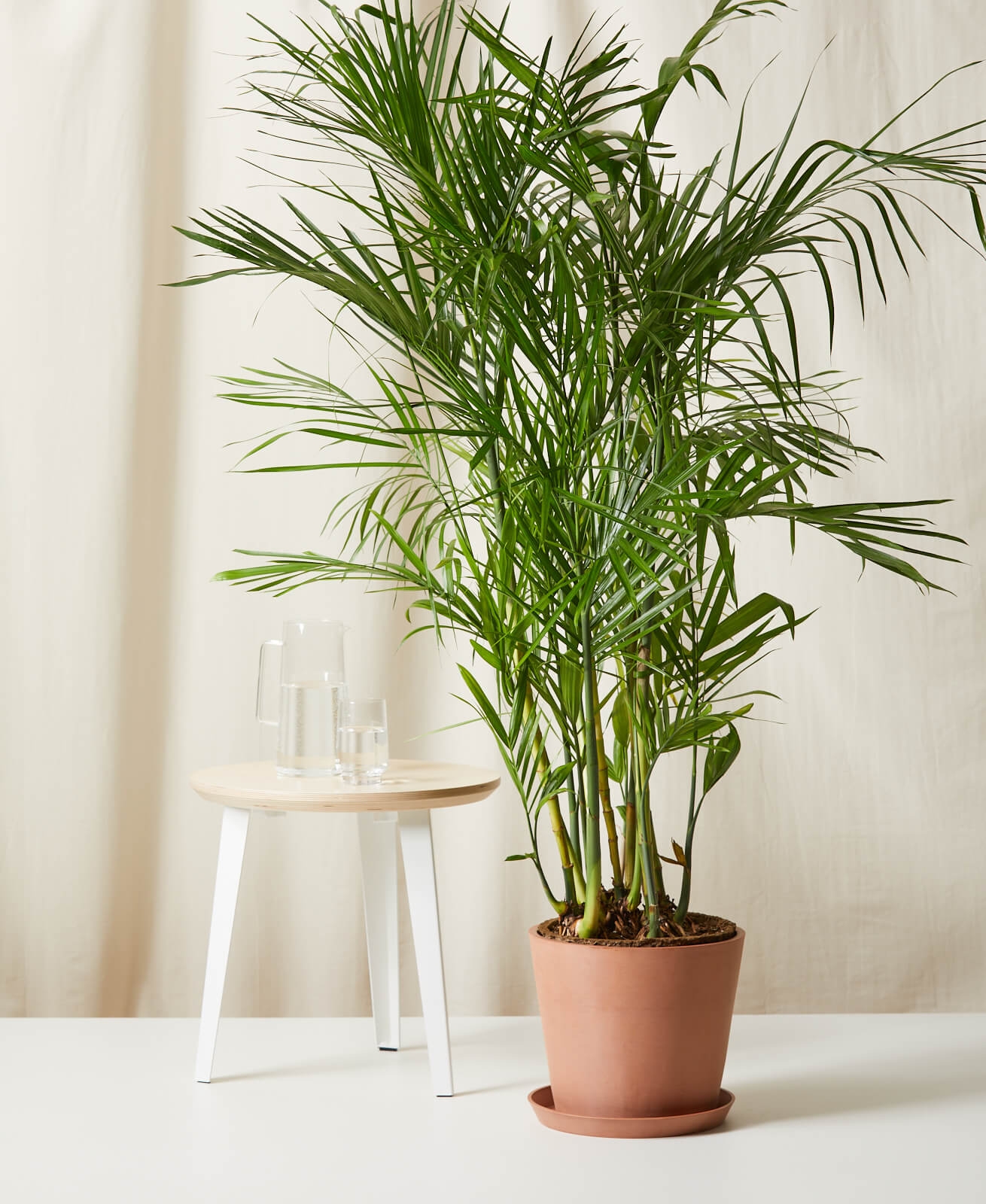 Bamboo Palm, Clay Pot - Image 0