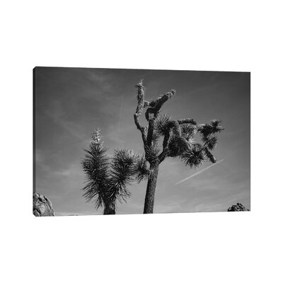 Joshua Tree National Park XXV by Bethany Young - Wrapped Canvas Photograph Print - Image 0