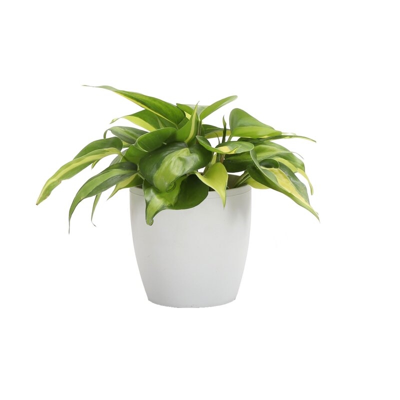 Thorsen's Greenhouse 6'' Philodendron Plant Desktop Plant in a Plastic Pot, White Pot - Image 0