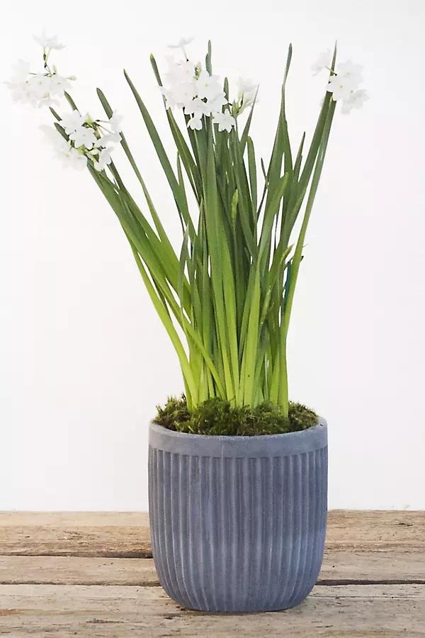 Fiber Concrete Barrel Pot, 16" - Image 0