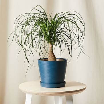 Live Plant, Ponytail Palm, Medium Tabletop, 8''diam, Terracotta Planter - Image 1