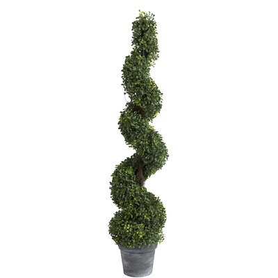 Spiral Boxwood Topiary in Pot - Image 0