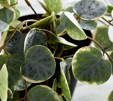 Faux Trailing Variegated String Of Hearts Houseplant - Image 2