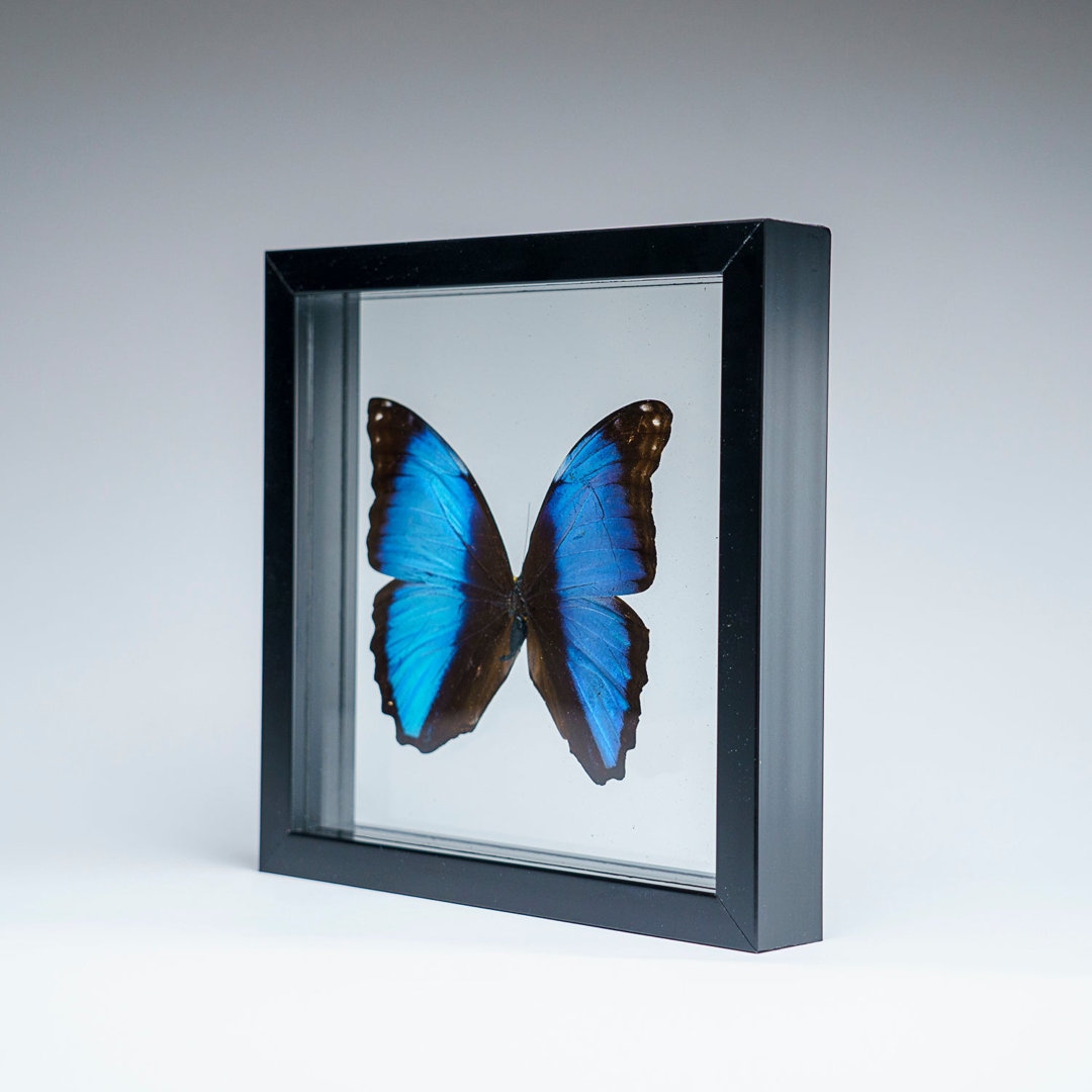 Astro Gallery of Gems Genuine Single Morpho Achilles Butterfly In Black Display Frame - Image 0