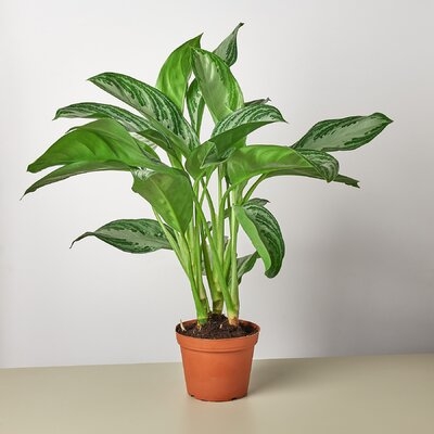 Chinese Evergreen 'Silver Bay' - 6" Pot - Image 0