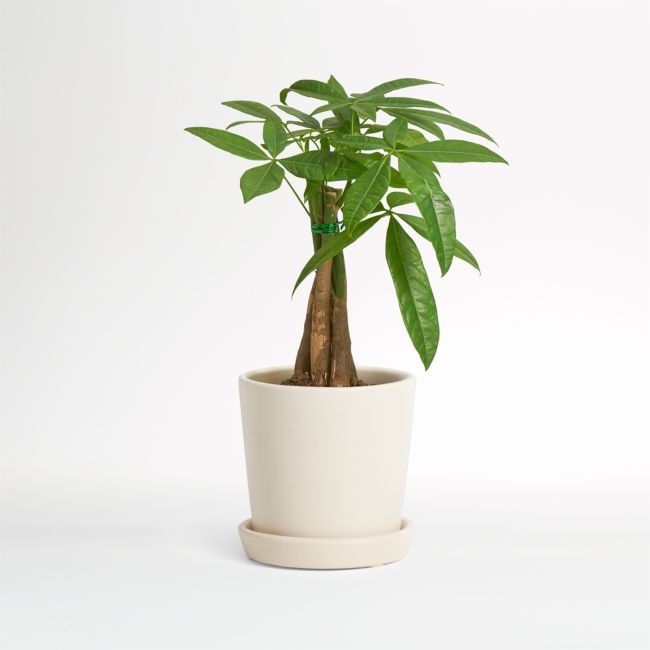 Live Money Tree Plant in Bryant Planter by The Sill - Image 0