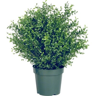 Barkhampstead Artifical Flowering Plant in Planter - Image 0