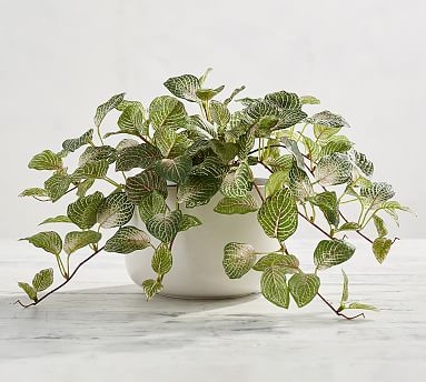 Faux Potted Houseplant, Fittonia - Small - Image 0