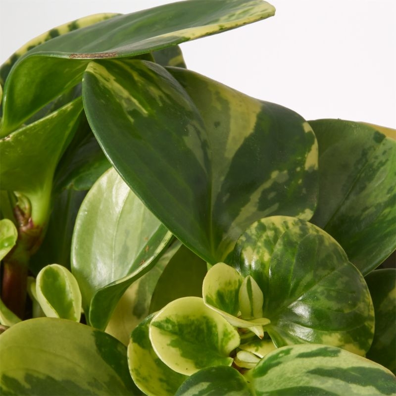 Live Peperomia Marble in Bryant Planter - Image 2