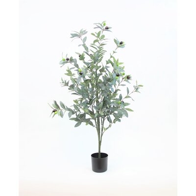Olive Tree - Image 0