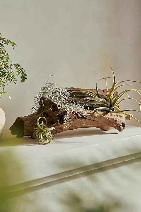 Driftwood, Horizontal - Image 0