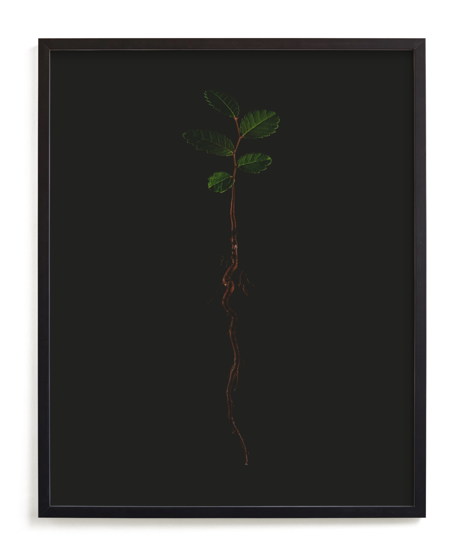 Seedling Elm II Limited Edition Fine Art Print 2 - Image 0