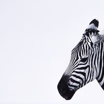 As in Zebra, 24"x18" - Image 2