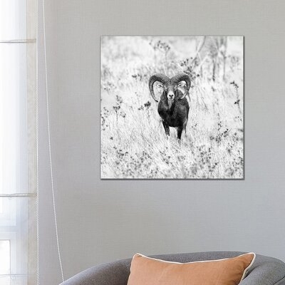 Ram In A Field by Nicolas Merino - Wrapped Canvas Gallery-Wrapped Canvas Giclée - Image 0