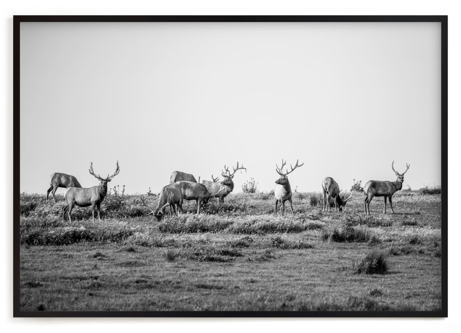 Tule Elk Limited Edition Fine Art Print 2 - Image 0