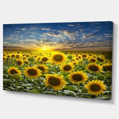 Field of Blooming Sunflowers' Photograph - Image 0