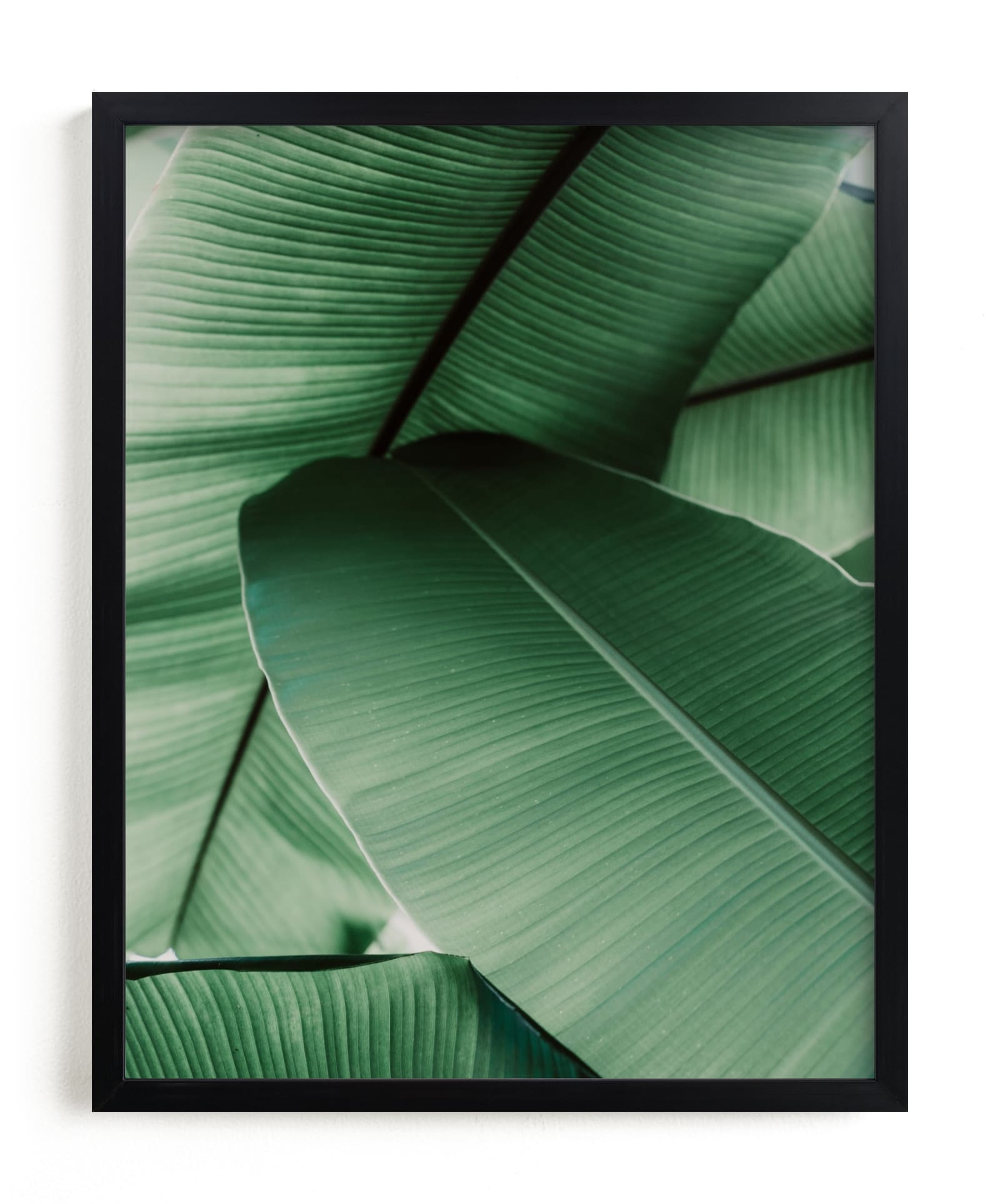 Tropical Leaves Open Edition Fine Art Print - Image 0