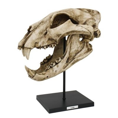 Tholf Lion Skull Sculpture - Image 0