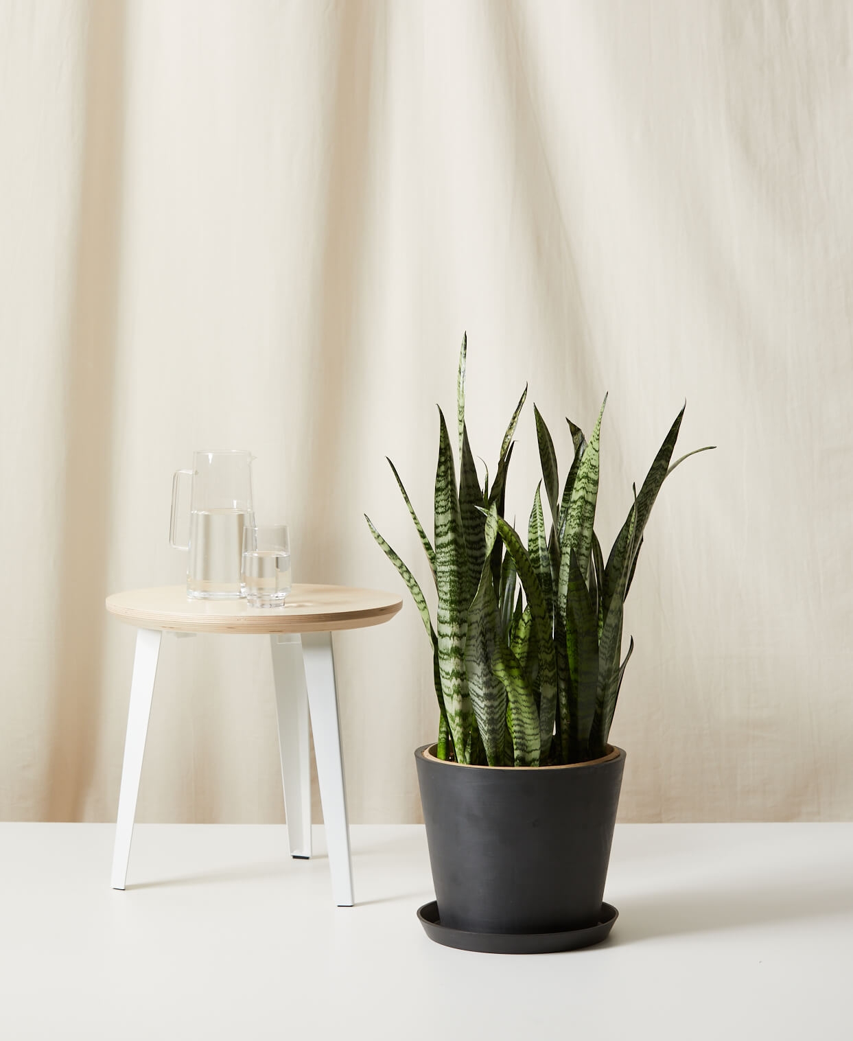 Sansevieria -  Charcoal - Image 0