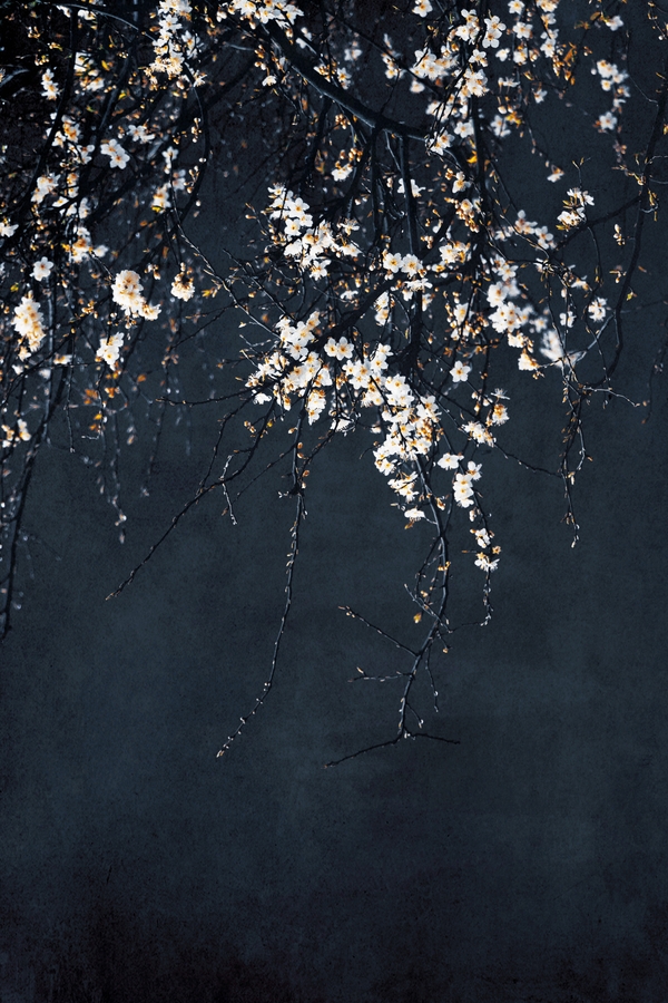 Blossoms on Blue Framed Art Print - Image 1