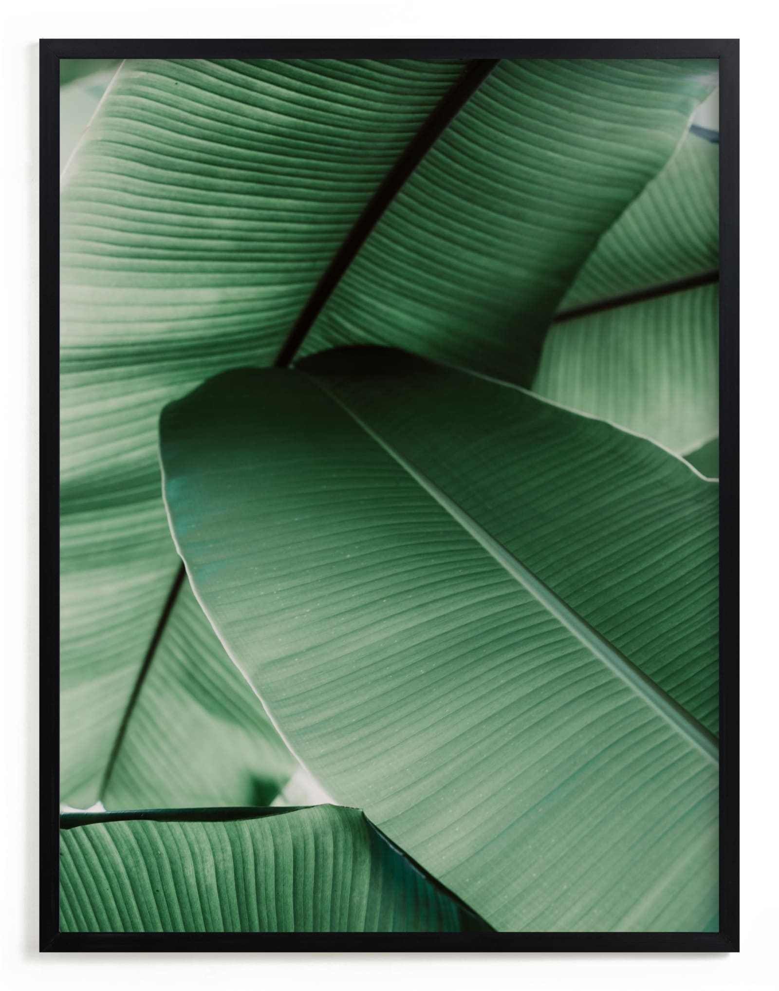 Tropical Leaves Open Edition Fine Art Print - Image 0