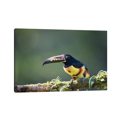 Collared Aracari In Blacklight by - Wrapped Canvas - Image 0