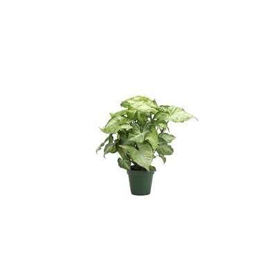11" Live White Butterfly Plant - Image 0