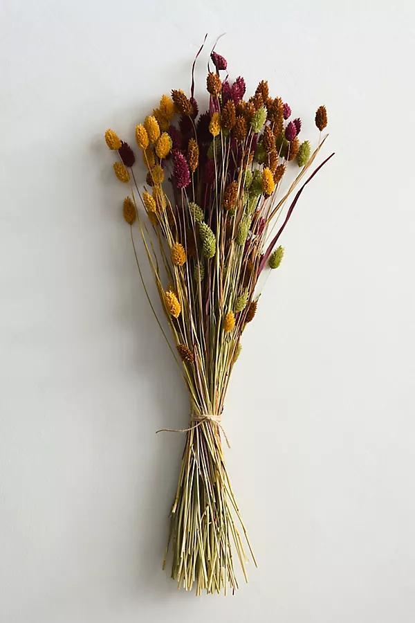 Dried Phalaris Mix Bunch - Image 0