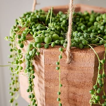 6" Succulent String of Pearls in Hanging Planter - Image 1