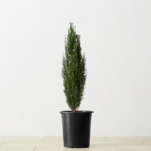 Alder & Oak Dwarf Italian Cypress Potted Plant - Image 0