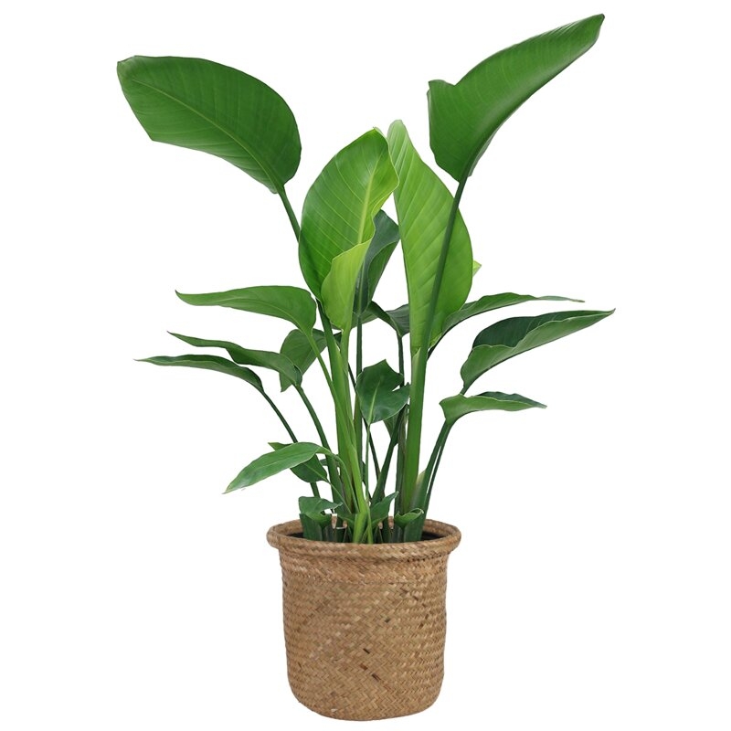 Costa Farms Live White Bird of Paradise Plant in Basket, 24" - Image 0