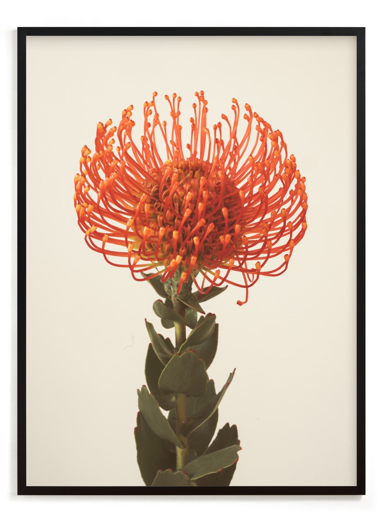 Protea I Limited Edition Fine Art Print 2 - Image 0