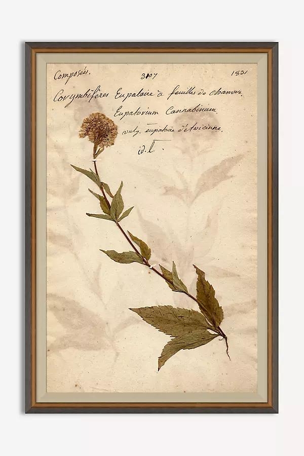 Herbarium Plant Wall Art - Image 0