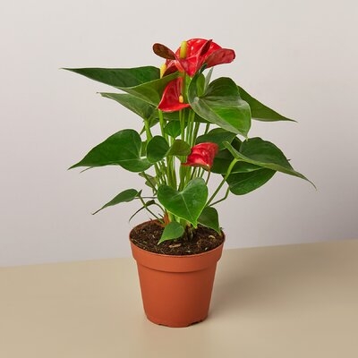 Anthurium 'Red' - 4" Pot - Image 0
