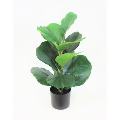 Fiddle Leaf Plant - 22 Inches - Image 0