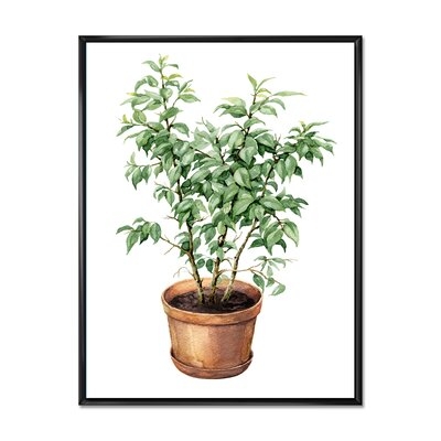 Ficus Benjamina In Clay Flowerpot - Traditional Canvas Wall Art Print-FDP35076 - Image 0