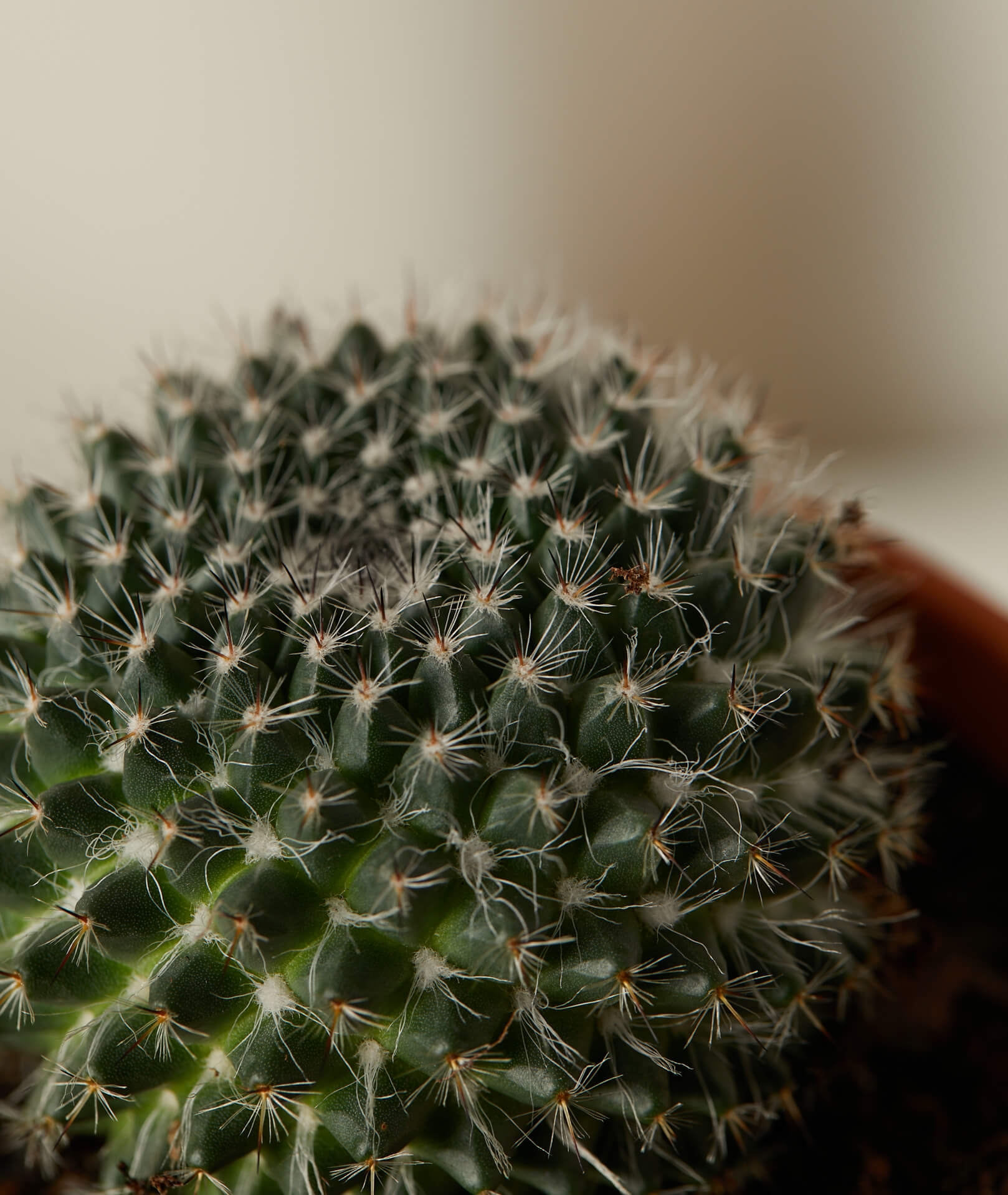 Cacti Collection -  Alabaster - Image 3