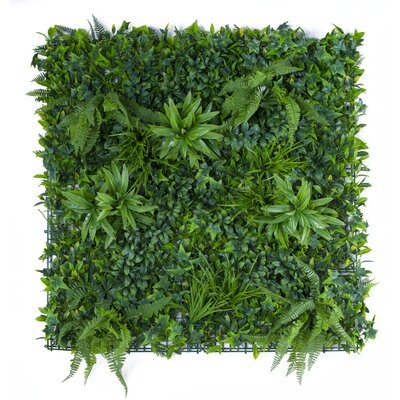 Variegated Wall Ivy Grass - Image 0