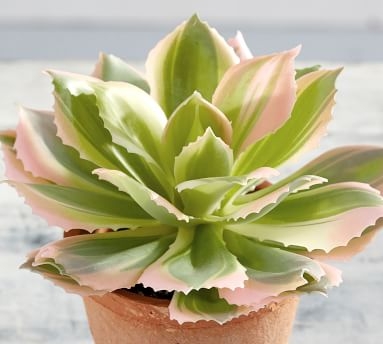 Faux Potted Pink Variegated Succulent, Medium - Image 1