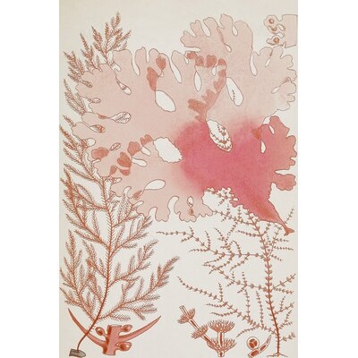 Coral 1 by Graffitee Studios - Wrapped Canvas Graphic Art Print - Image 0