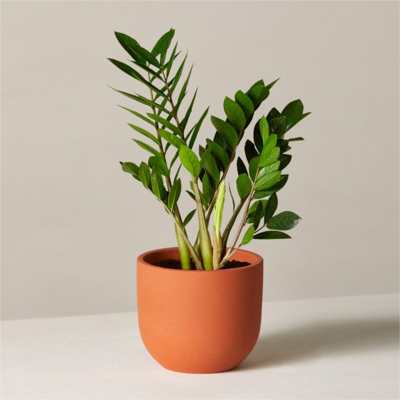 ZZ Plant in Terracotta Pot by The Sill - Image 1