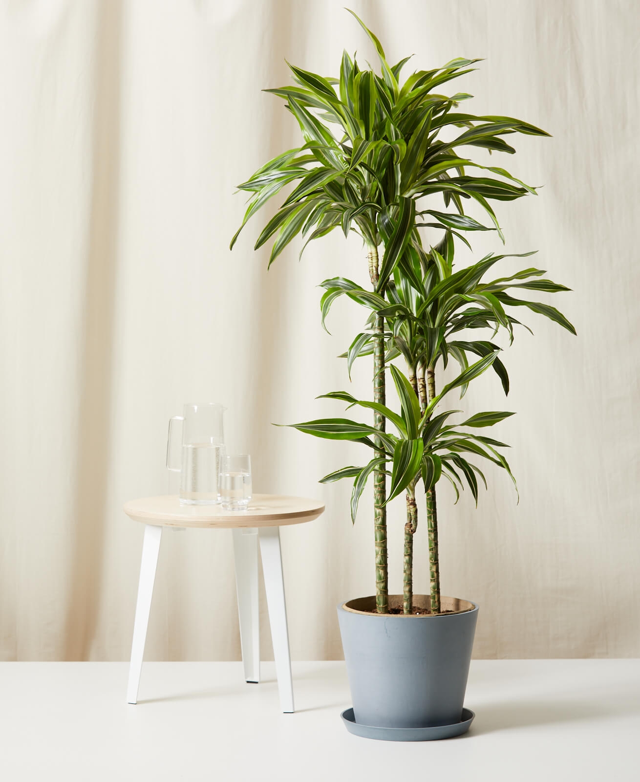 Dracaena Gold Star -  Slate - Image 0