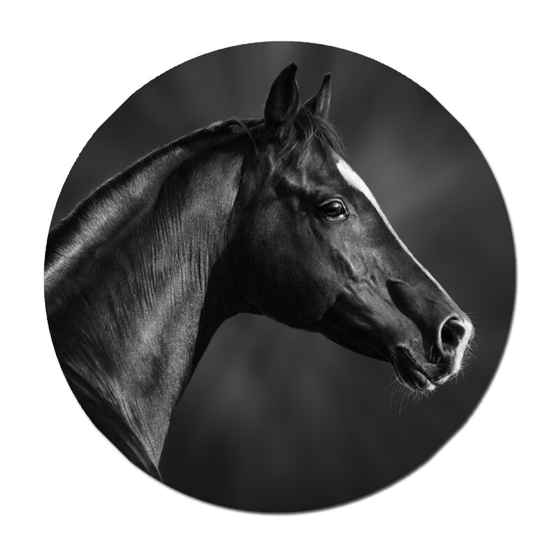 DecorumBY 'Black Horse Profile' Framed Graphic Art Print Size: 46" H x 46" W - Image 0