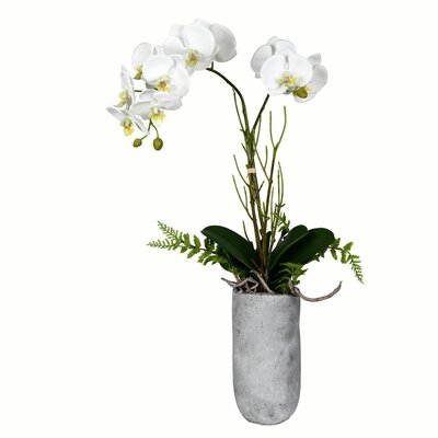 Orchids Floral Arrangement in Pot - Image 0