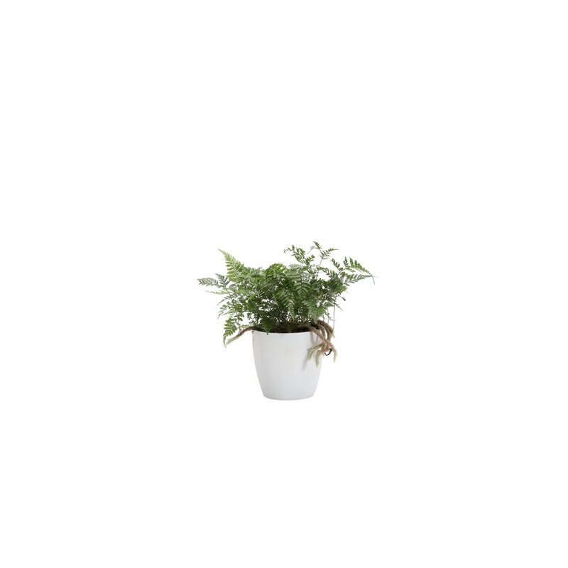 Thorsen's Greenhouse 9" Live Fern Plant in Pot Base Color: White - Image 0
