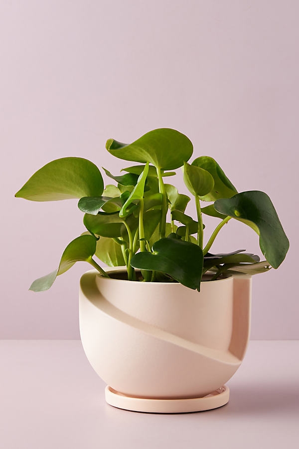 Vayu Pot By Anthropologie in Pink - Image 0