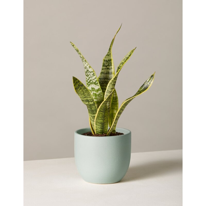 The Sill Live Snake Plant in Pot Size: 18" H x 5" W x 5" D, Base Color: Mint - Image 0