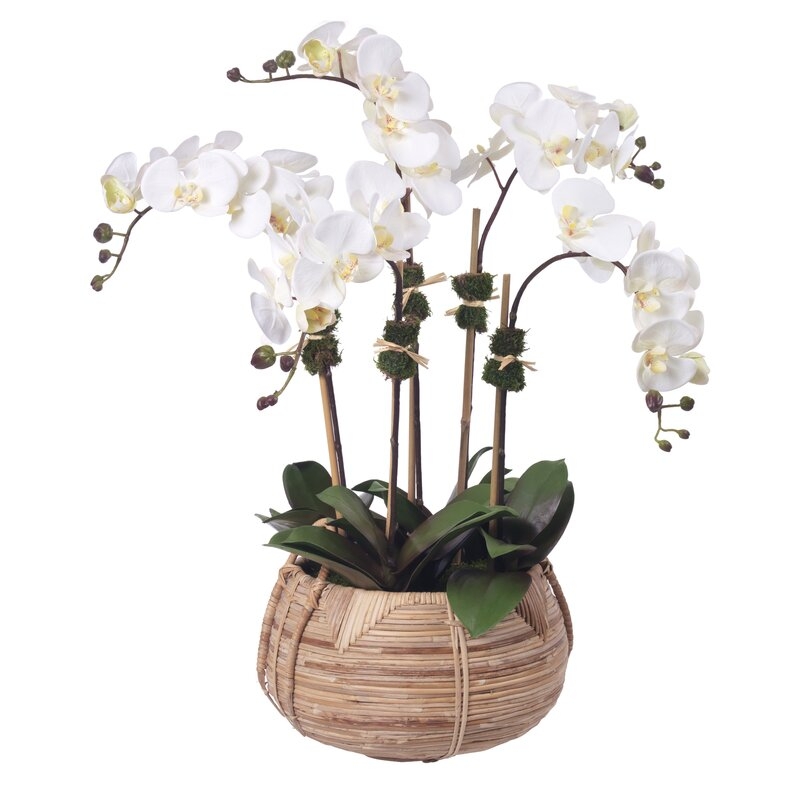 Diane James Home Phalaenopsis Orchids in Basket - Image 0